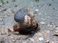 Bandtail Searobin prefer shallow areas of sea grass, sand and coral "walking" about on  ventral fins while useing finger like spines to turn over rubble.